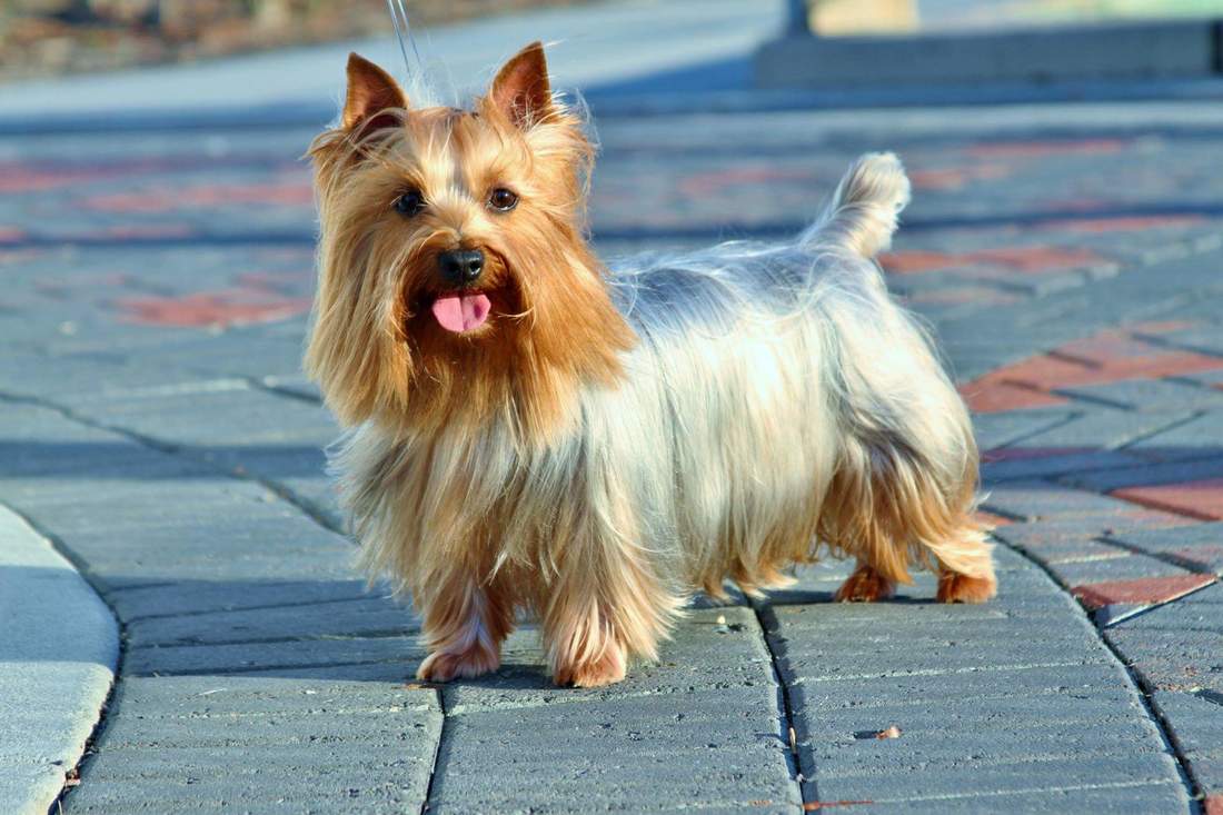 Aslett best sale silky terriers